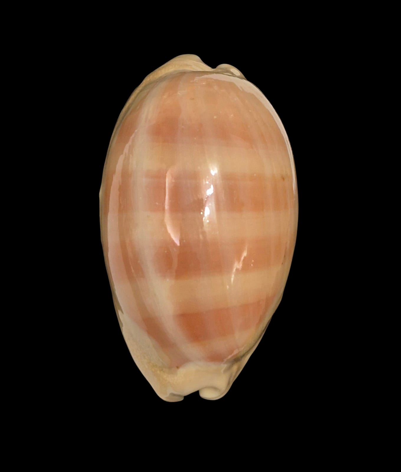 BC264 Lyncina leviathan