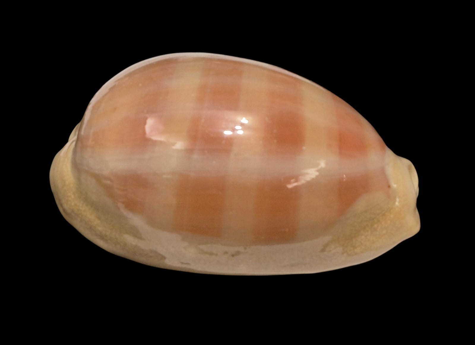 BC264 Lyncina leviathan - Image 4