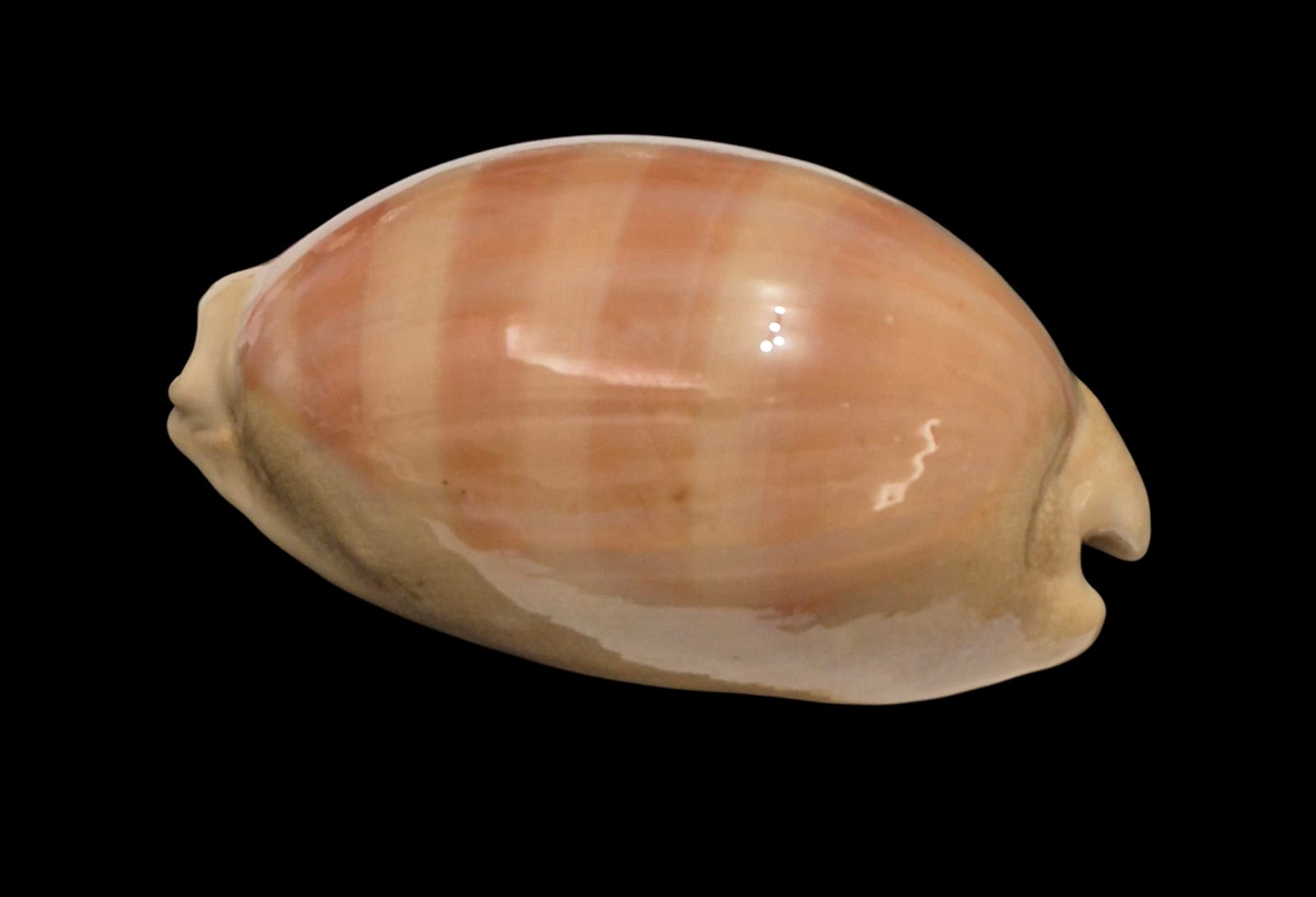 BC264 Lyncina leviathan - Image 3