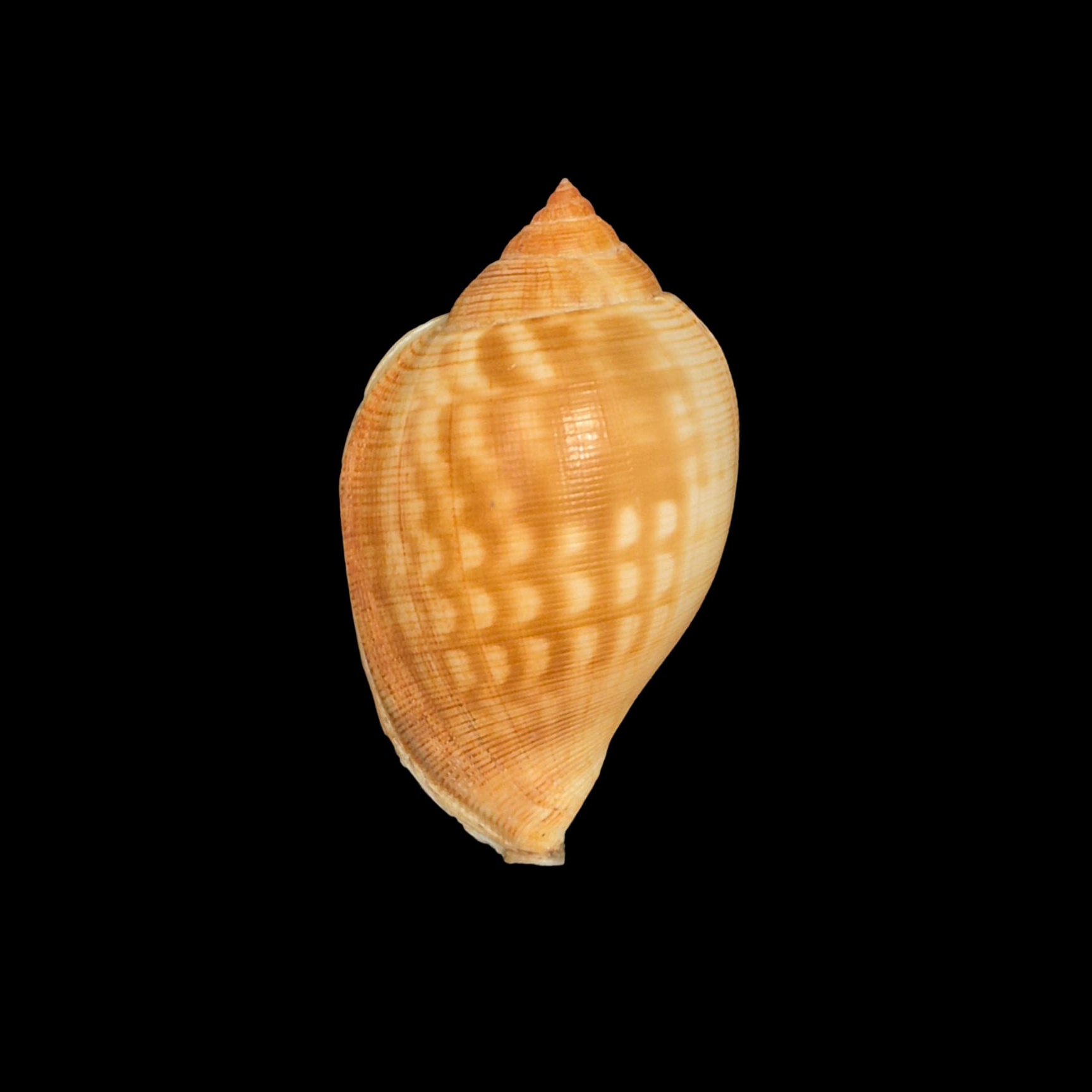 BC265 Sconsia lindae w/o