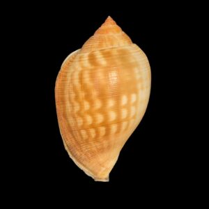 BC265 Sconsia lindae