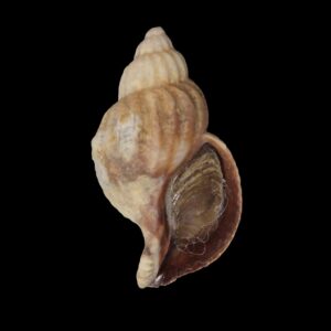 BC266 Xymenopsis muriciformis