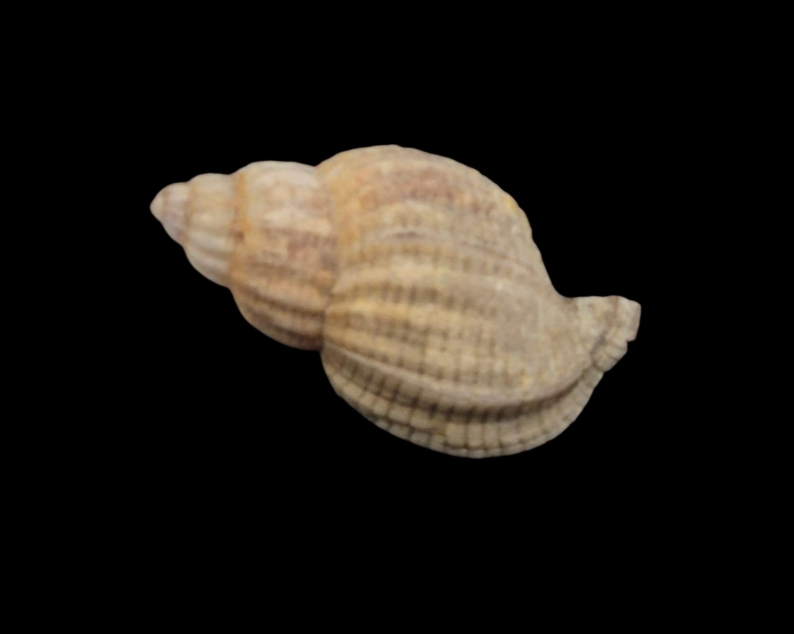 BC266 Xymenopsis muriciformis - Image 3