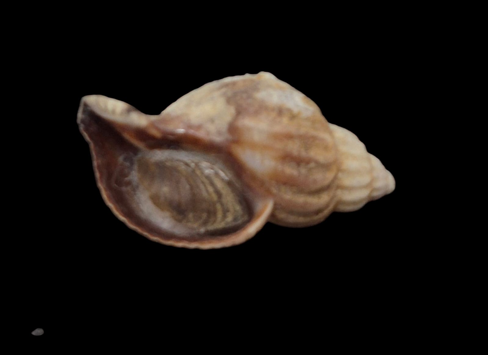 BC266 Xymenopsis muriciformis - Image 4