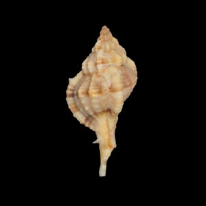 BC267 Siratus carolinae