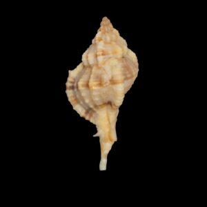 BC267 Siratus carolinae