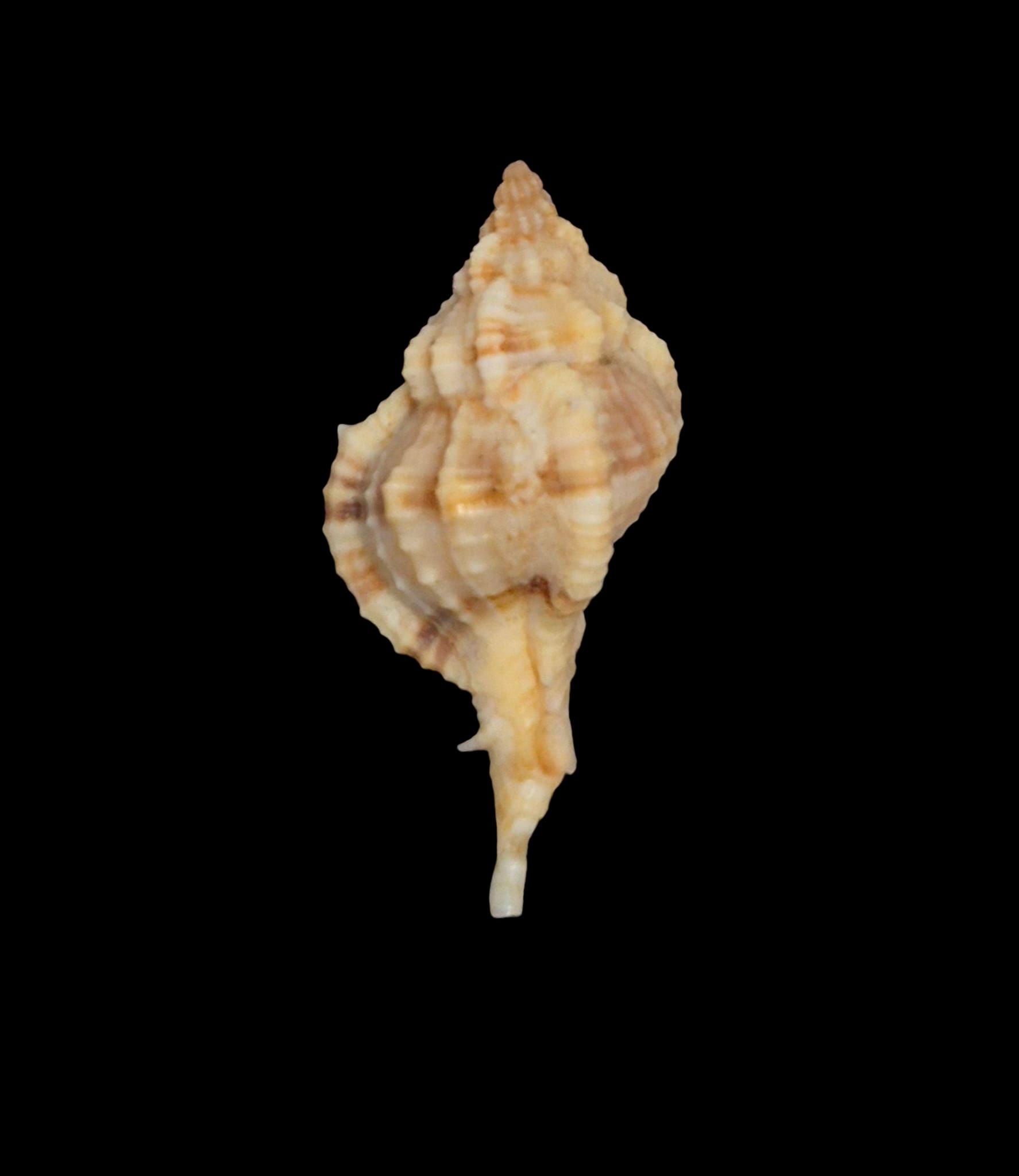 BC267 Siratus carolinae