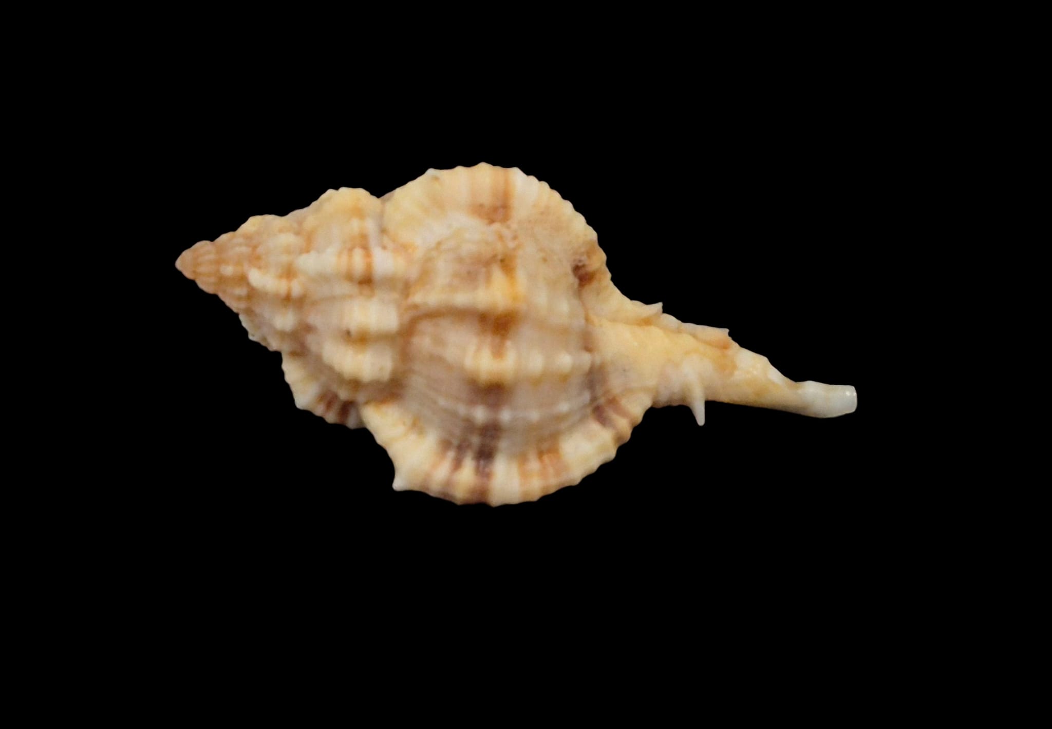 BC267 Siratus carolinae - Image 2