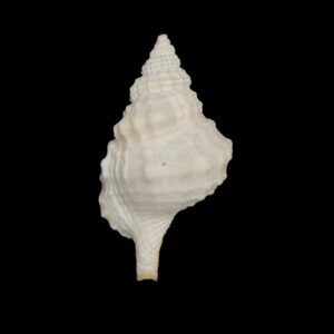 BC268 Distorsio cfr. jenniernestae