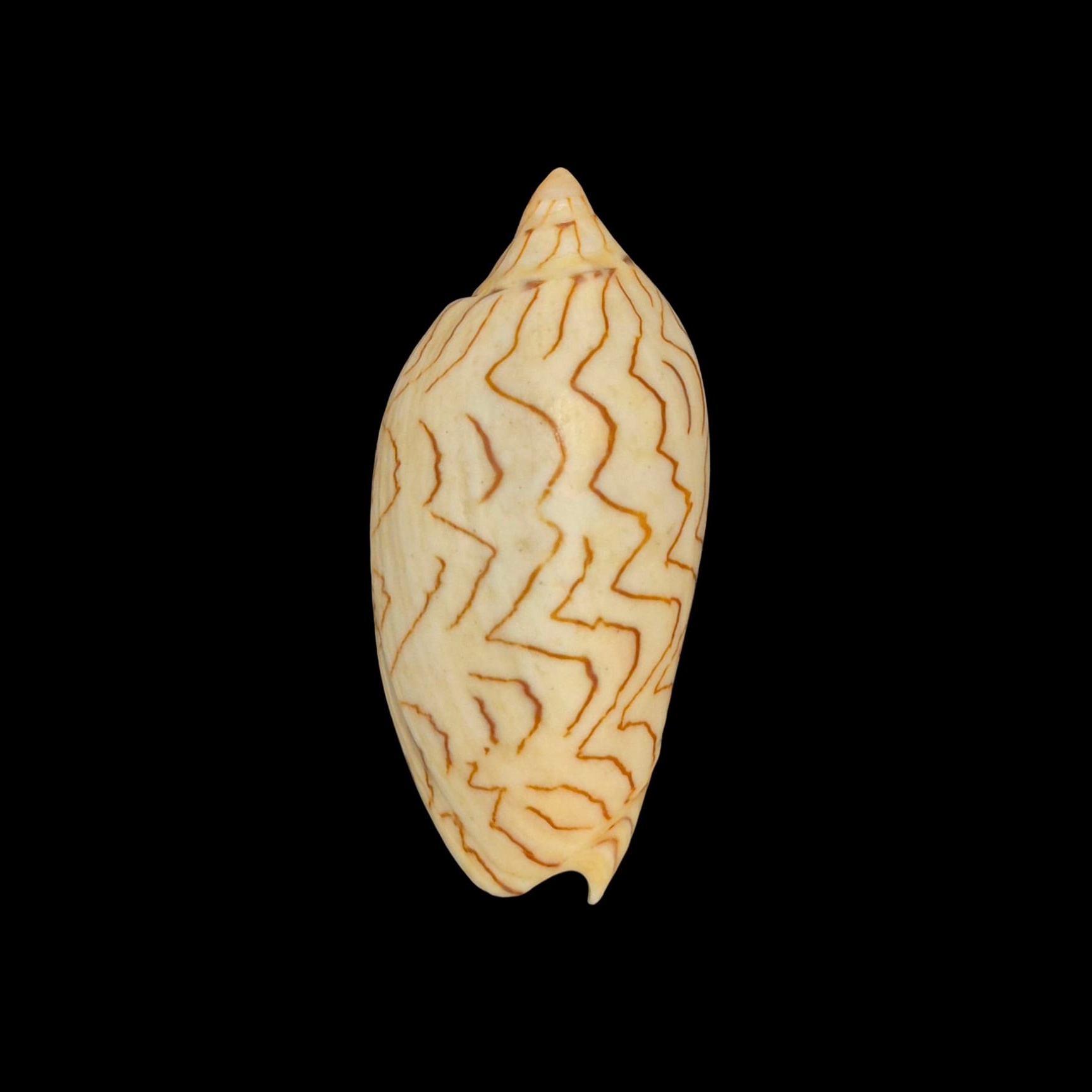 BC269 Amoria macandrewi - BIG SIZE