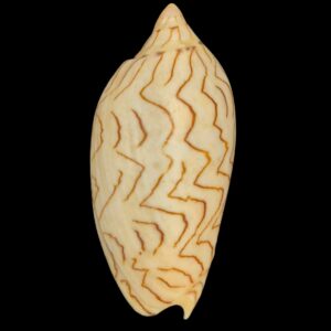 BC269 Amoria macandrewi BIG