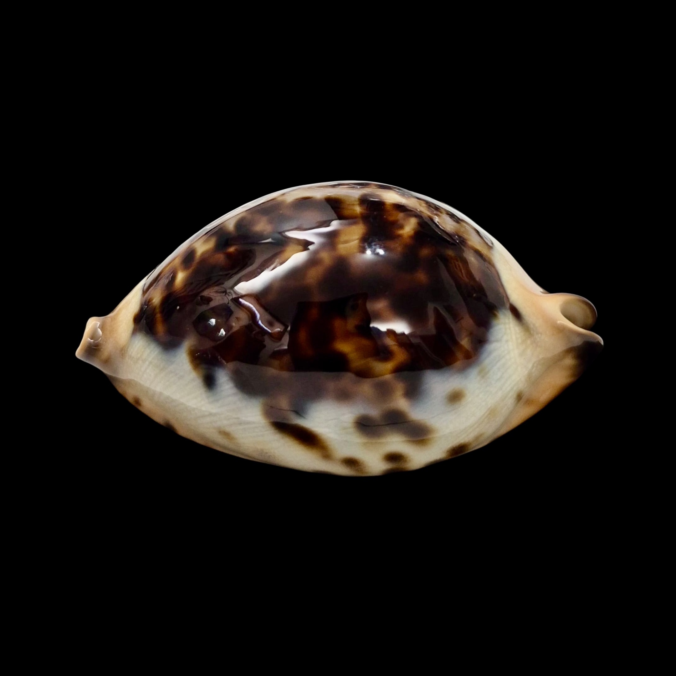 BC015 Zoila jeaniana praeclara - very selected - Image 3