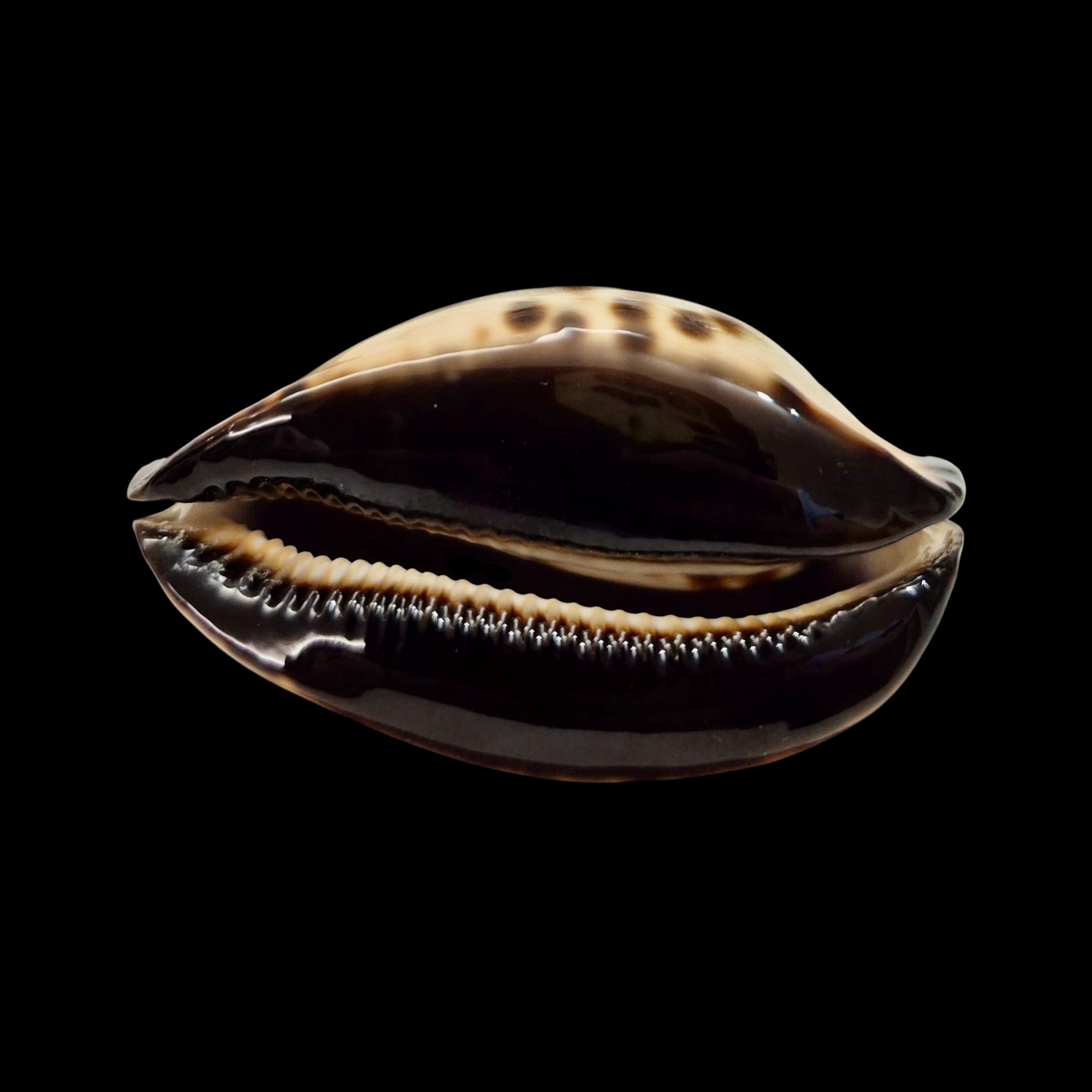 BC015 Zoila jeaniana praeclara - very selected - Image 4