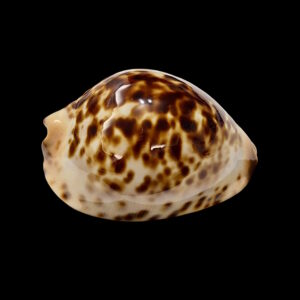 BC017 Zoila jeaniana - TOP ROV BEAUTY