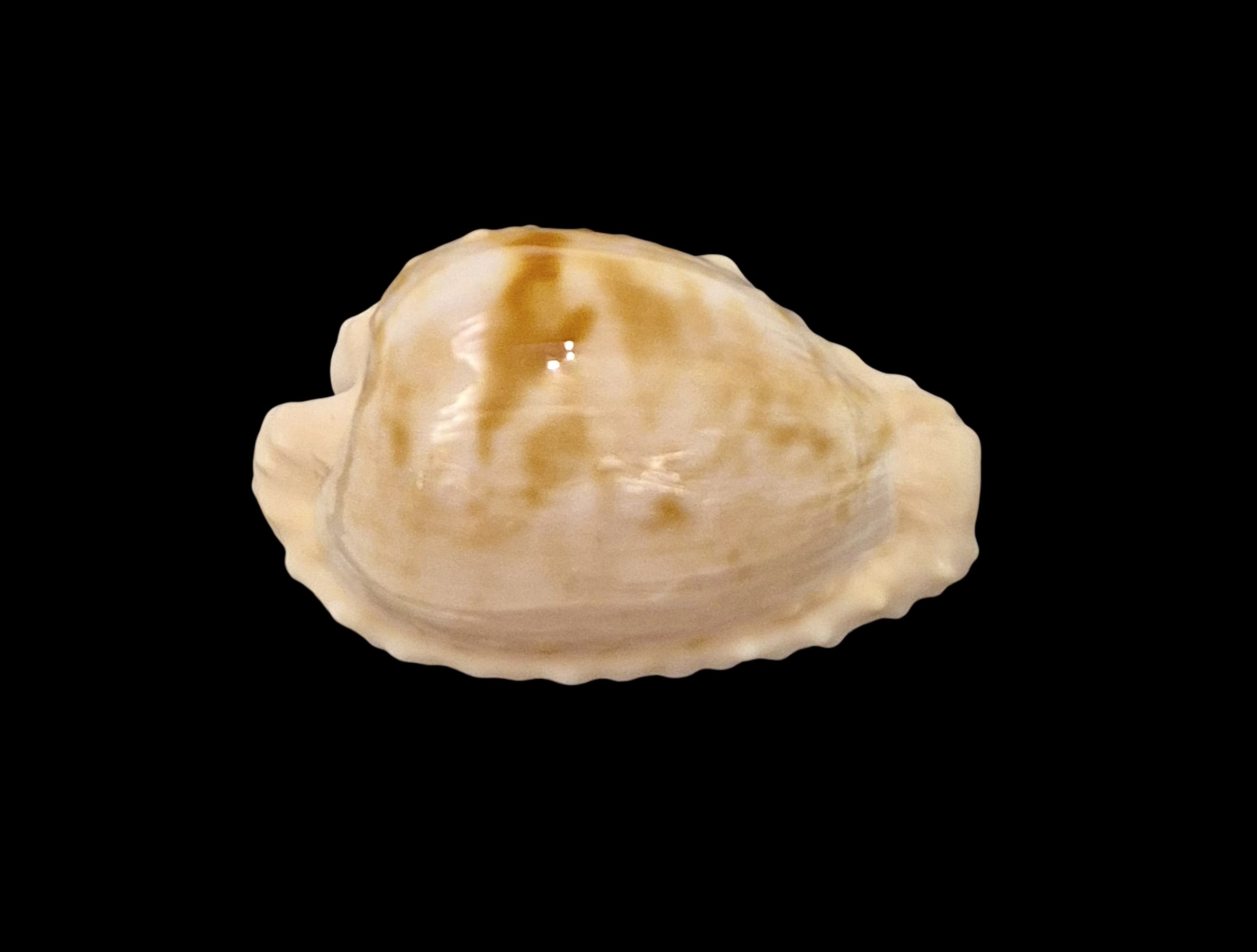 BC003 Cypraeovula coronata coronata - VERY SELECTED - Image 2