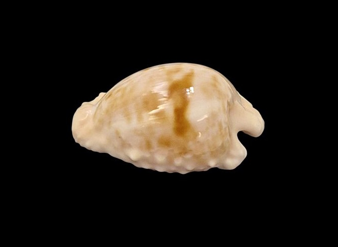 BC003 Cypraeovula coronata coronata - VERY SELECTED - Image 3