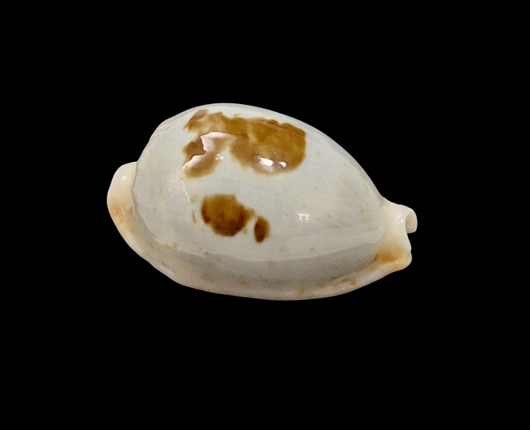 BC004 Bistolida brevidentata fluctuans - Image 2