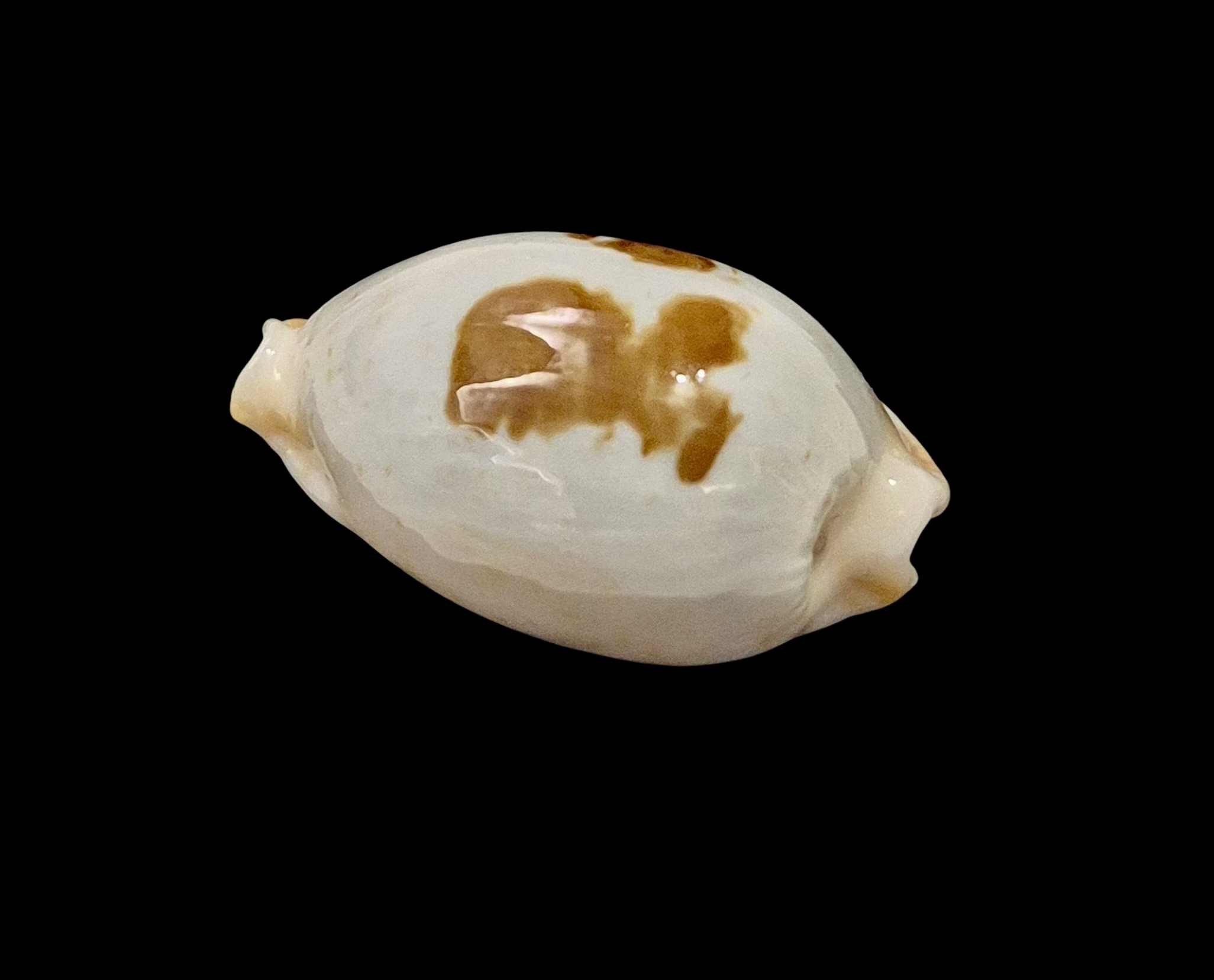 BC004 Bistolida brevidentata fluctuans - Image 3