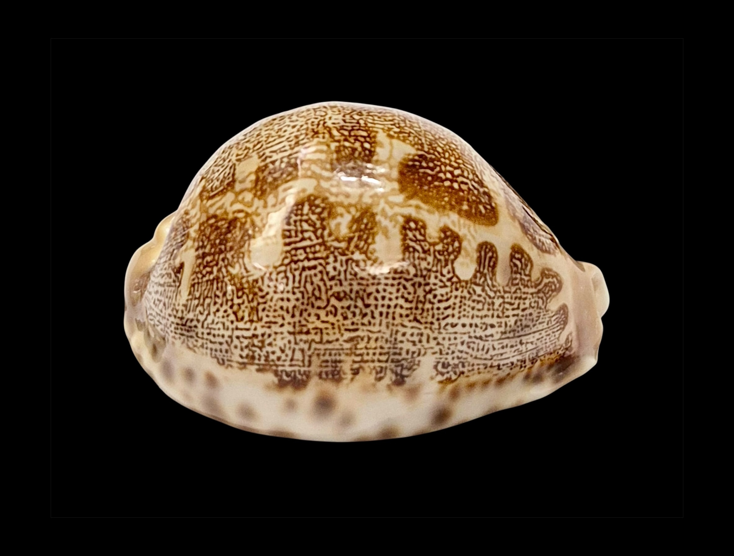 BC007 Leporycypraea mappa geographica f. 'valentia' - Image 2