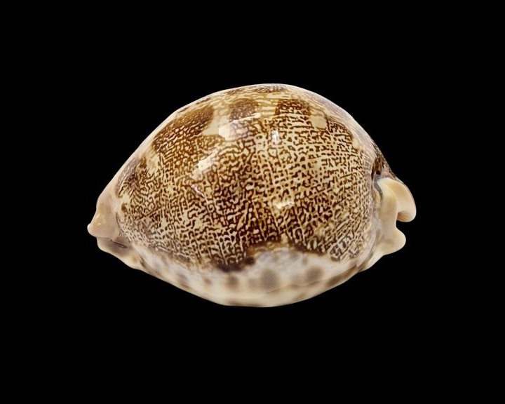 BC007 Leporycypraea mappa geographica f. 'valentia' - Image 3