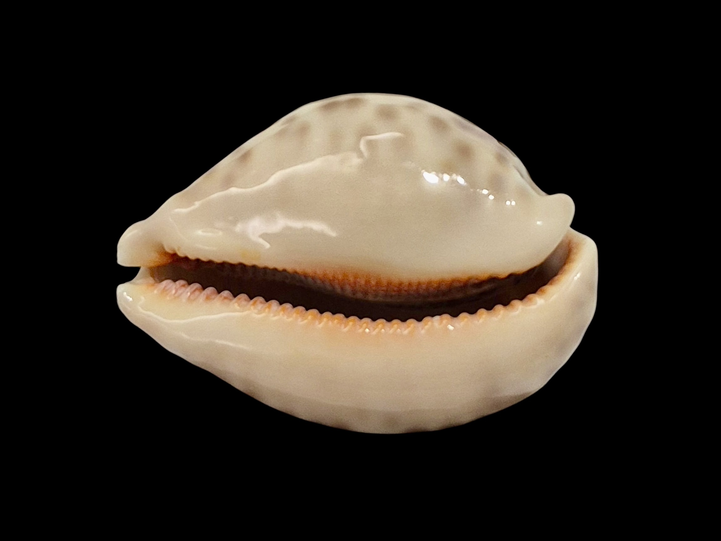 BC007 Leporycypraea mappa geographica f. 'valentia' - Image 4