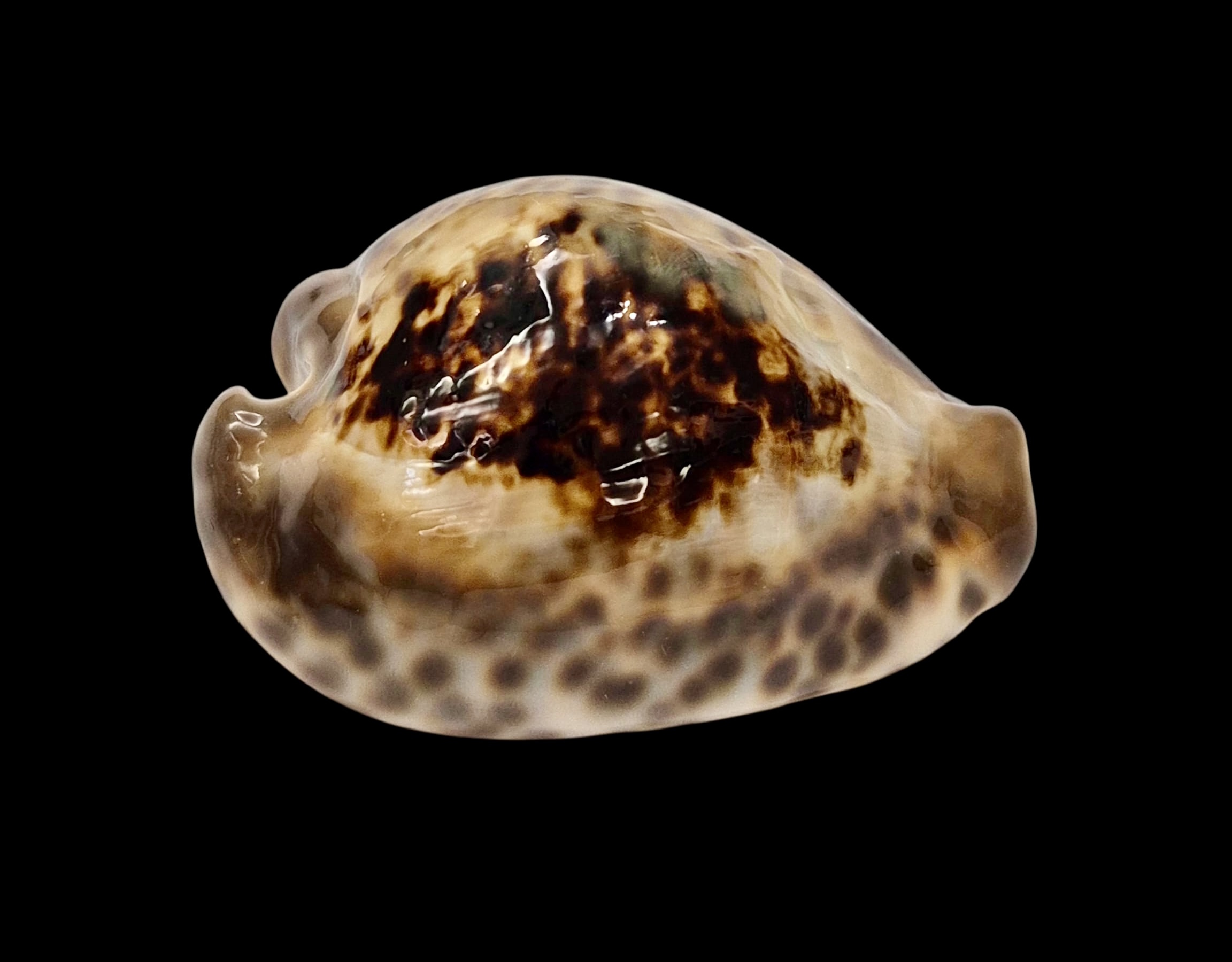 BC008 Barycypraea teulerei - A BEAUTY - Image 2