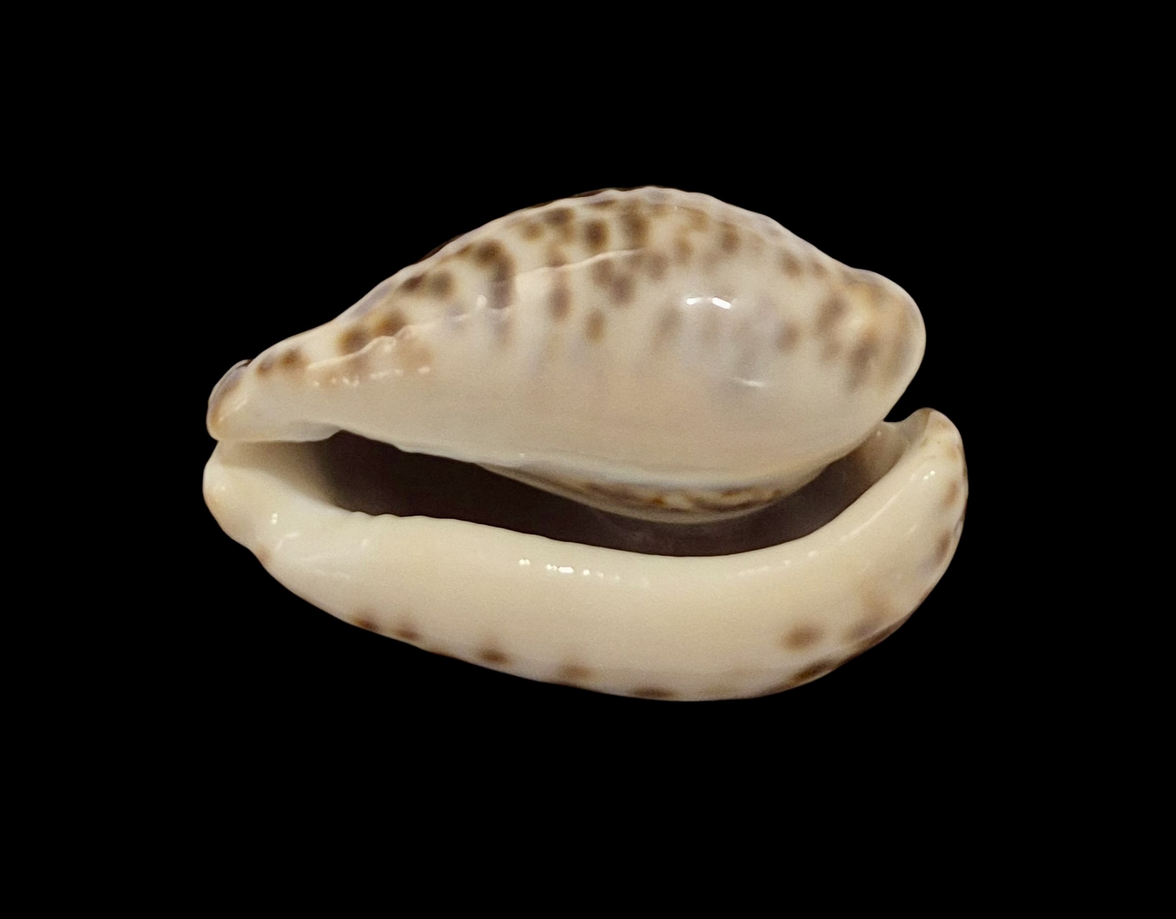 BC008 Barycypraea teulerei - A BEAUTY - Image 4