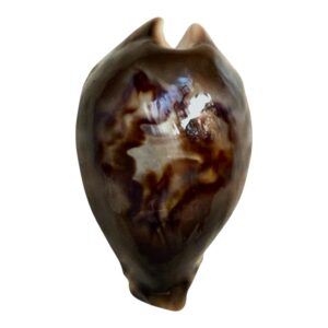 BC35 Barycypraea fultoni fultoni f. miniatra DARK JEWEL