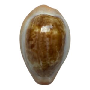 BC87 Zonaria pyrum angolensis