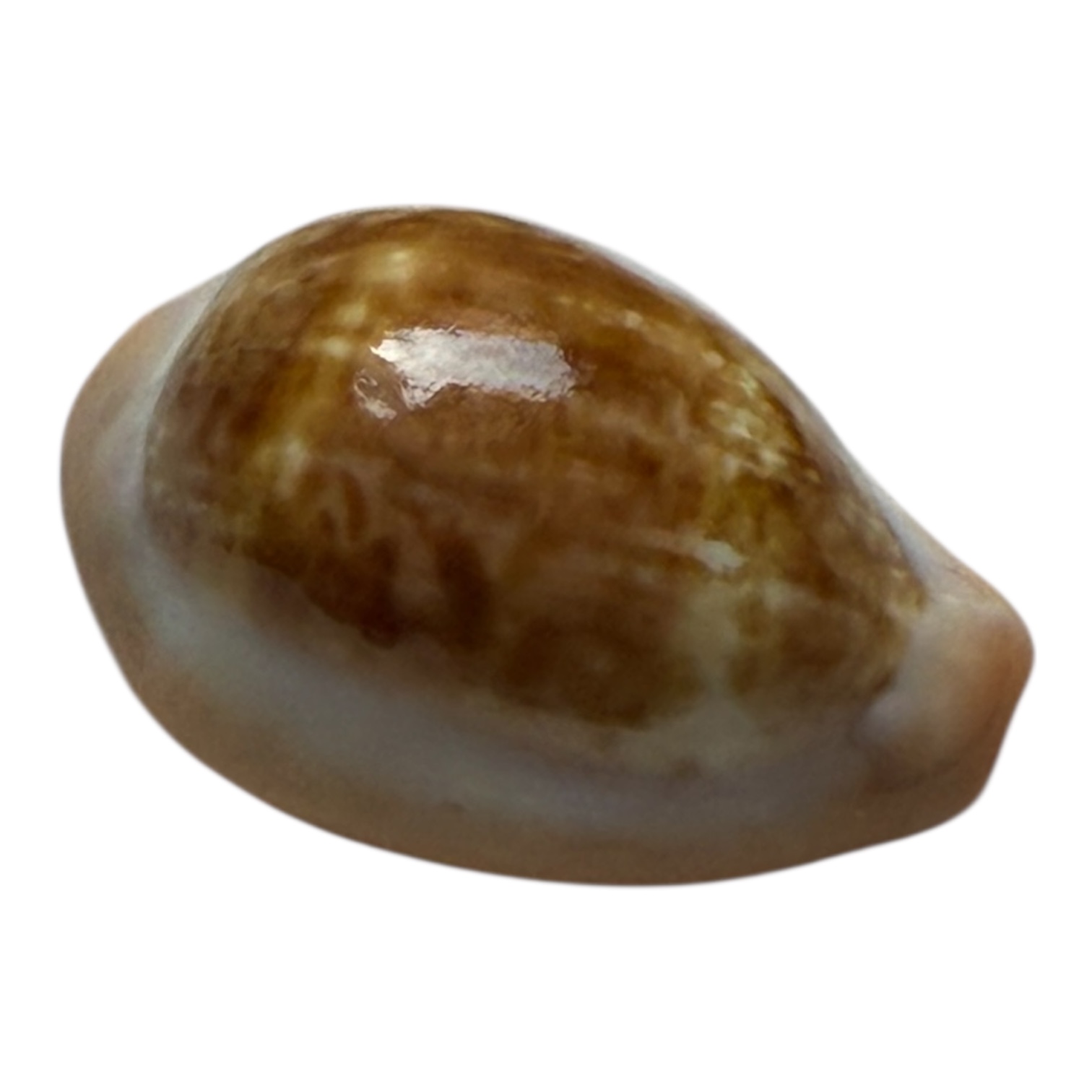 BC87 Zonaria pyrum angolensis - Image 2