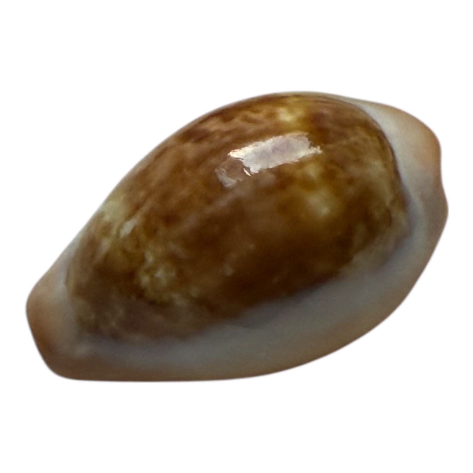 BC87 Zonaria pyrum angolensis - Image 3