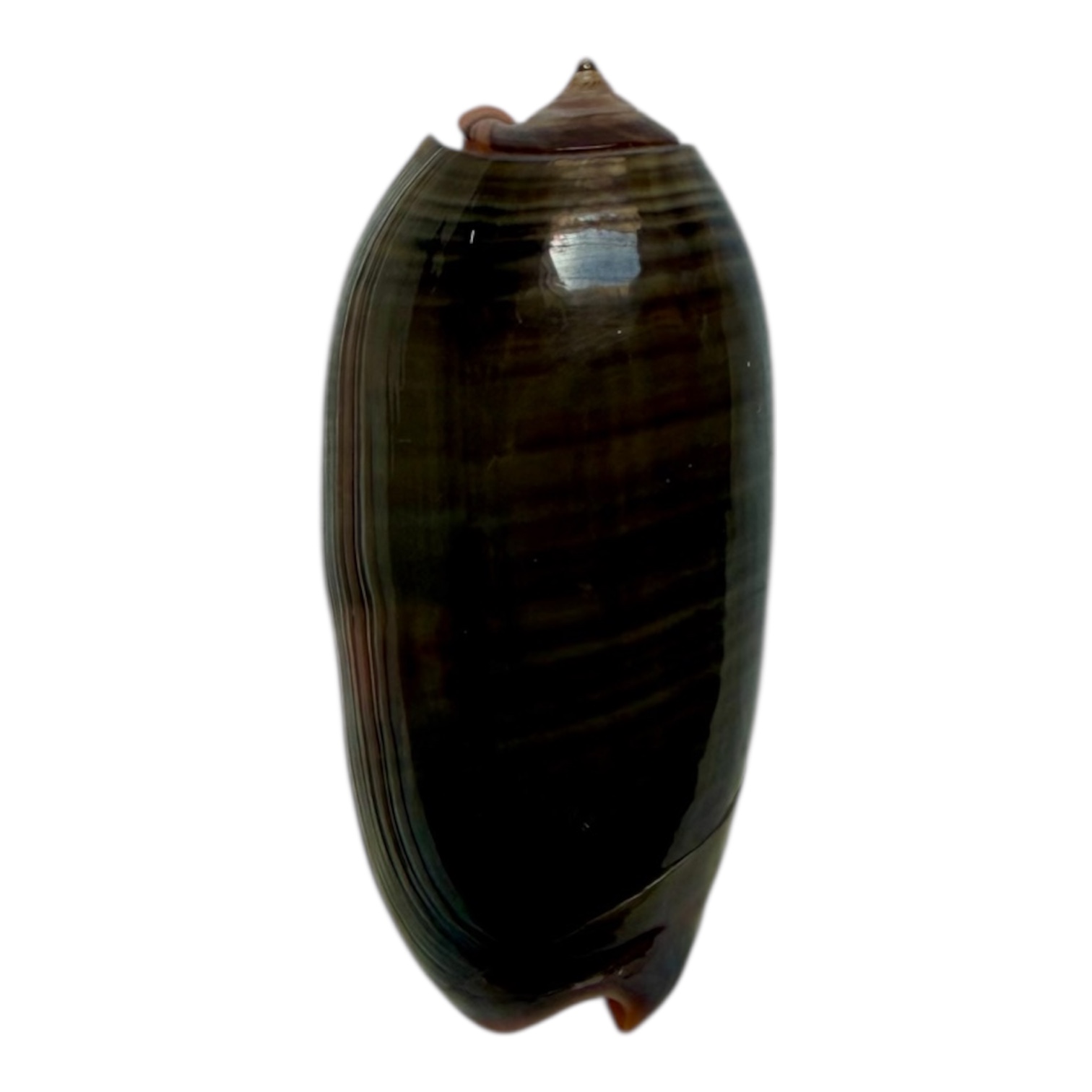 BC99 Oliva rubrolabiata DARK - Image 2