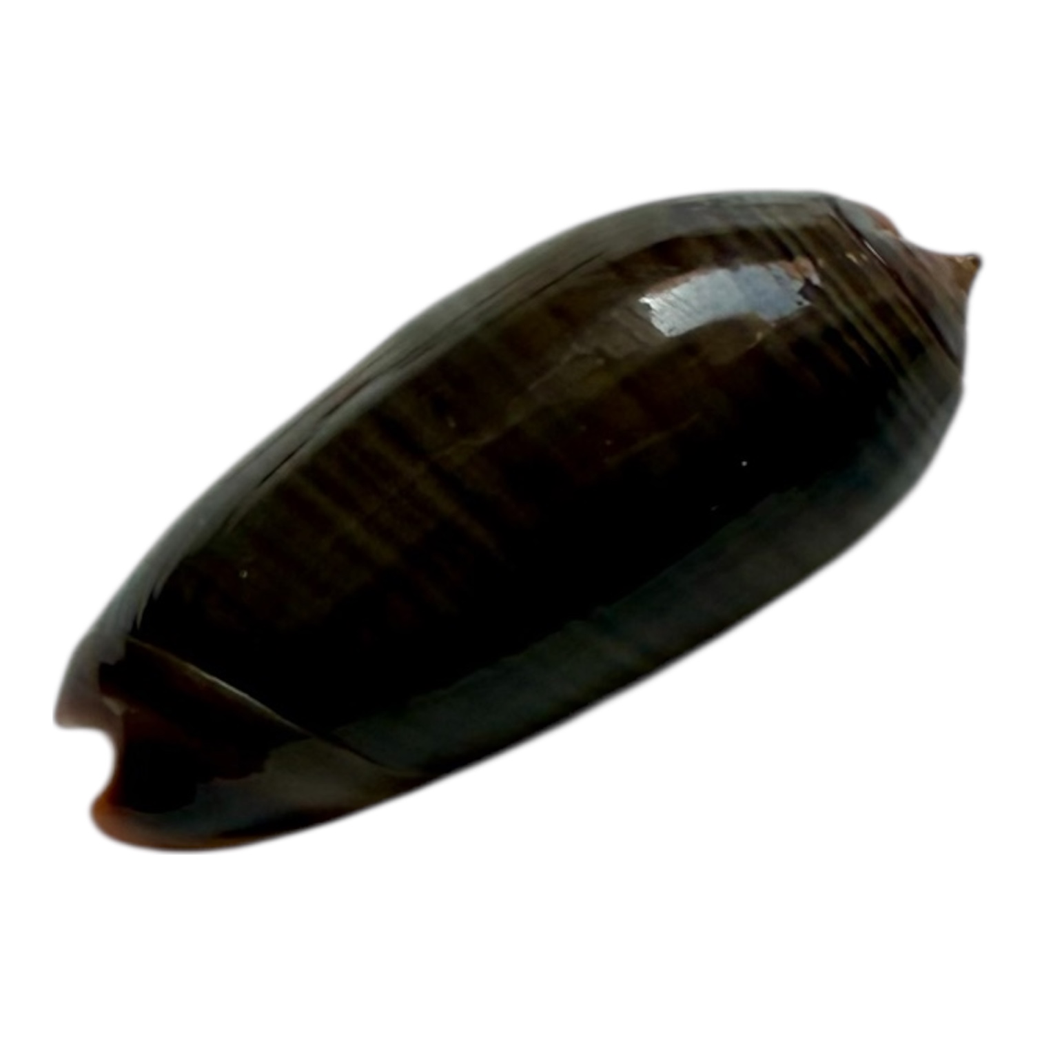 BC99 Oliva rubrolabiata DARK - Image 3