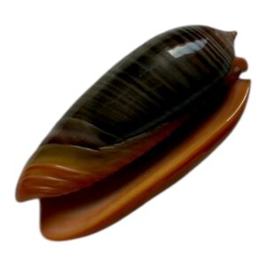 BC99 Oliva rubrolabiata DARK