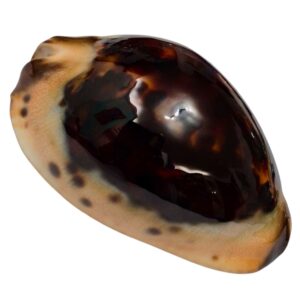 BC40 Zoila jeaniana praeclara DARK