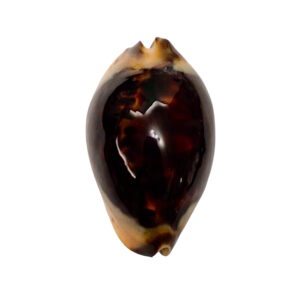 BC040 Zoila jeaniana praeclara - BLACK ONE