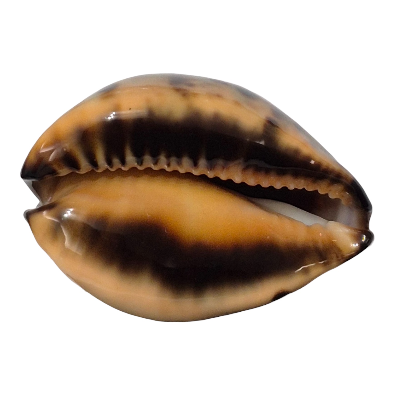 BC145 Zoila eludens delicatura DARK BASE - Image 2