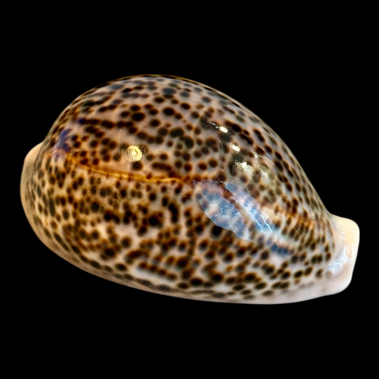 BC164 Cypraea pantherina BIG - Image 2