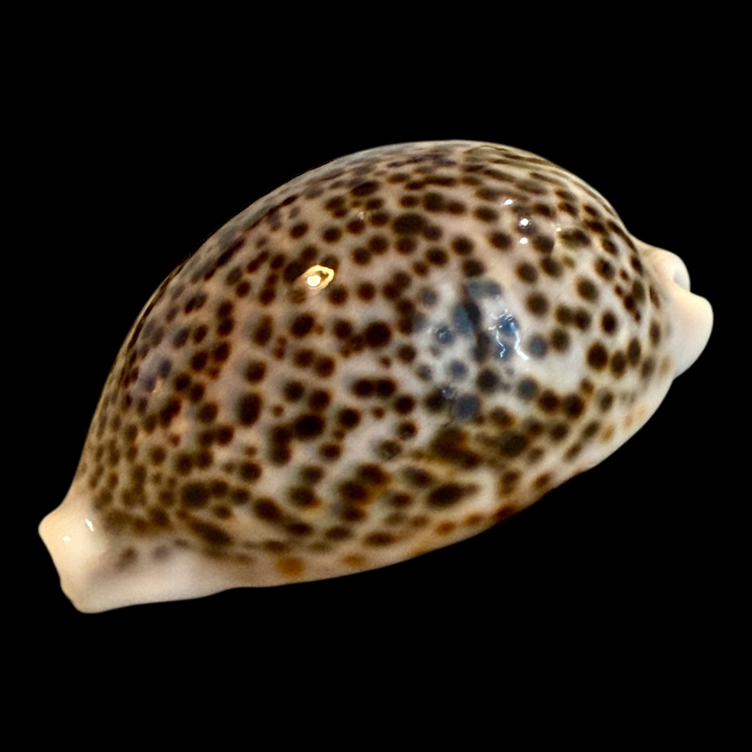BC164 Cypraea pantherina BIG - Image 3