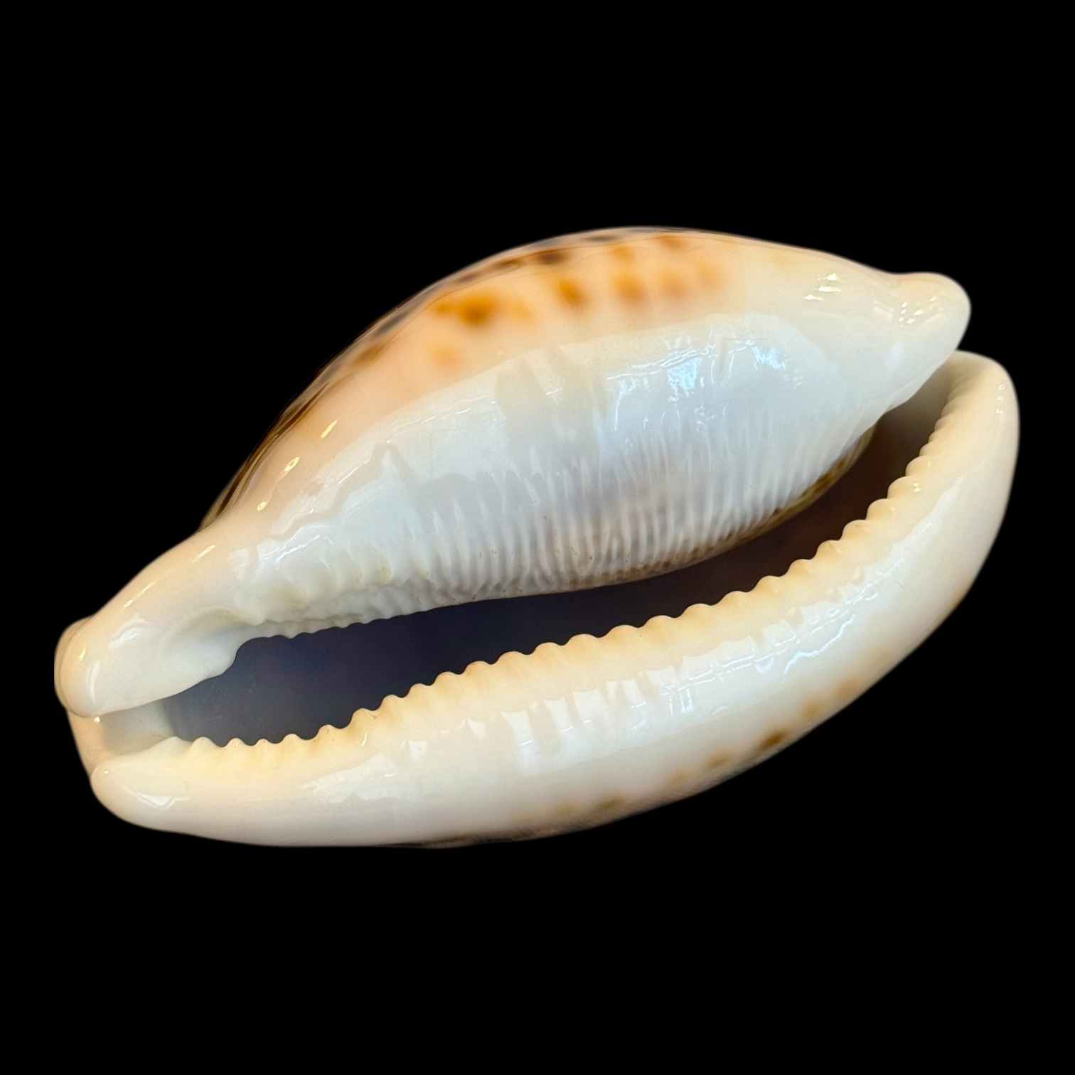 BC164 Cypraea pantherina BIG - Image 4