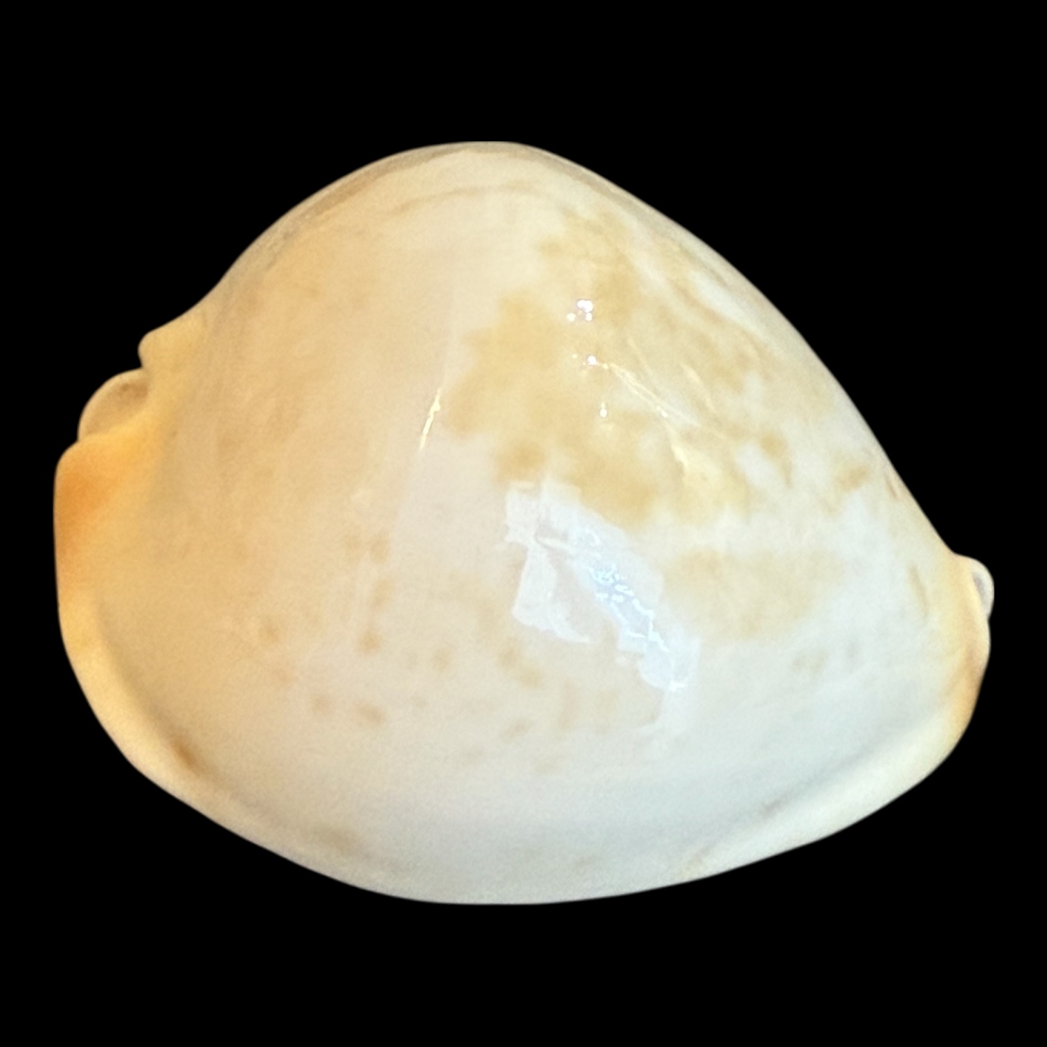 BC180 Zoila jeaniana aurata HEAVY - Image 2