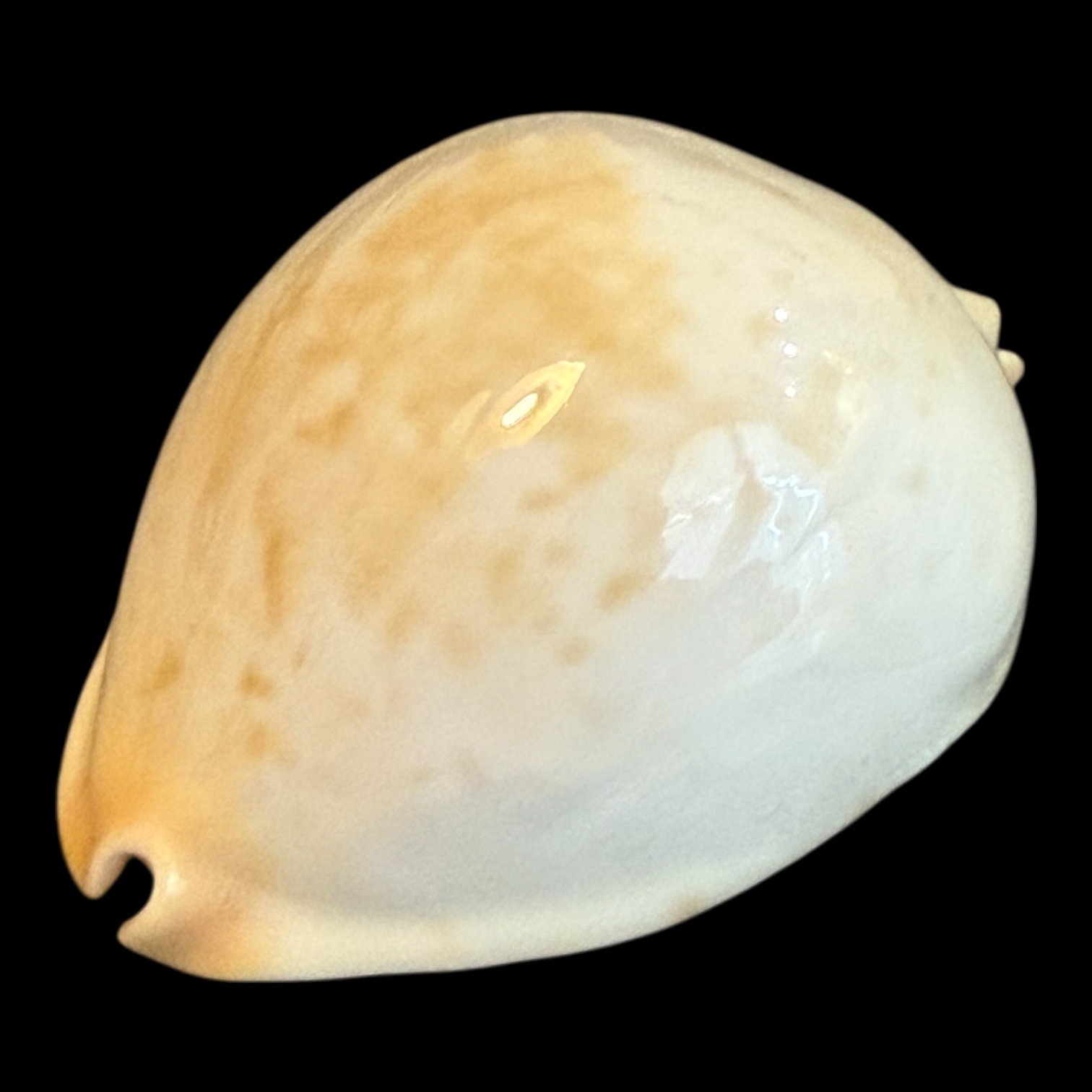 BC180 Zoila jeaniana aurata HEAVY - Image 3