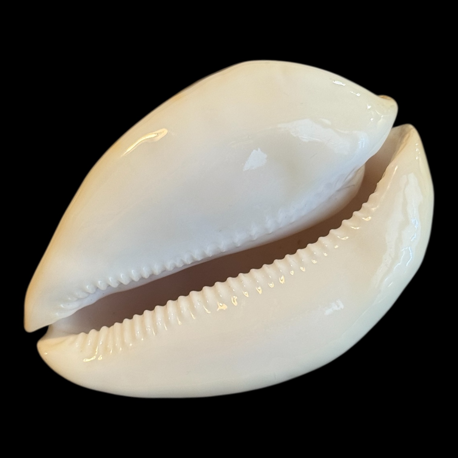 BC180 Zoila jeaniana aurata HEAVY - Image 4