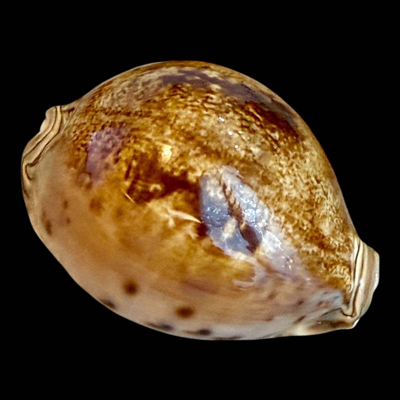 BC182 Leporicypraea valentia NICE - Image 2