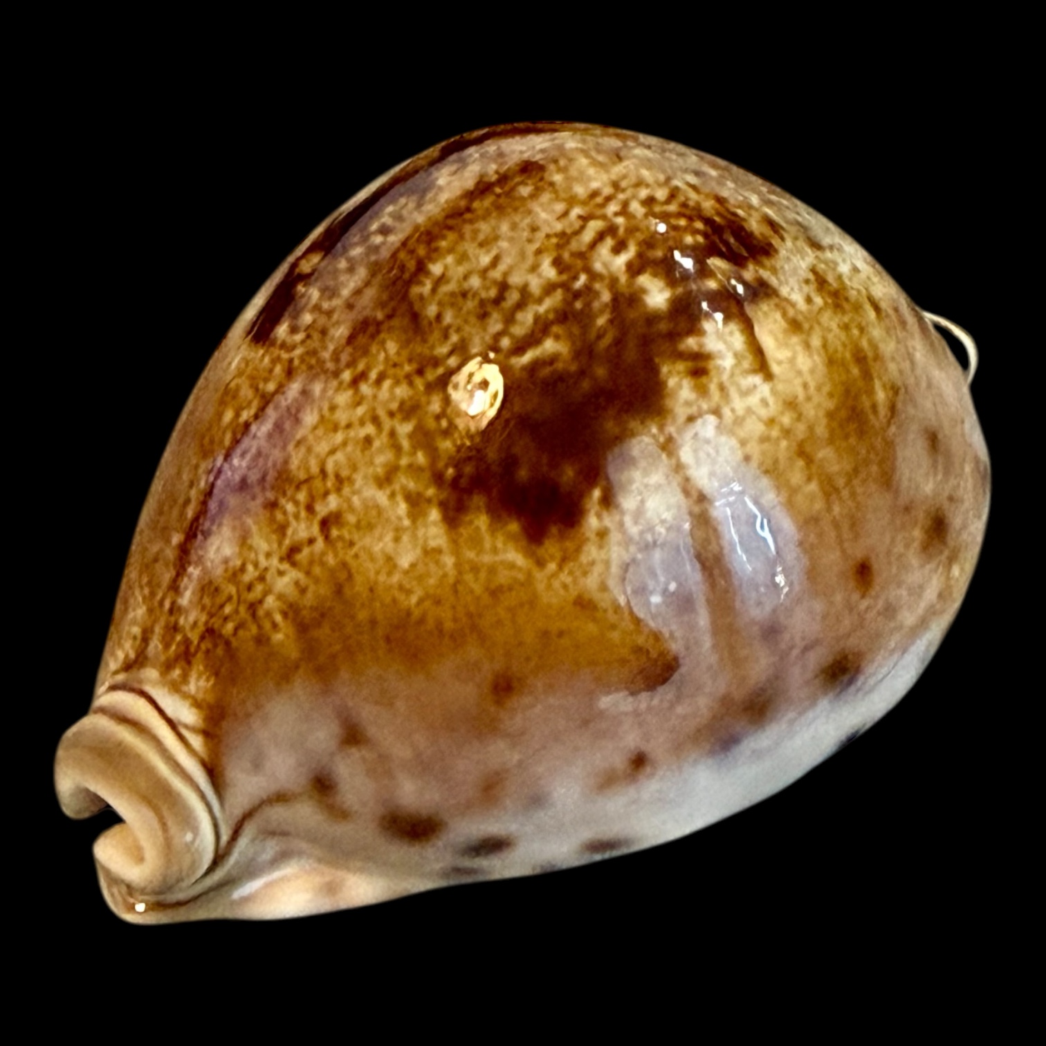 BC182 Leporicypraea valentia NICE - Image 3