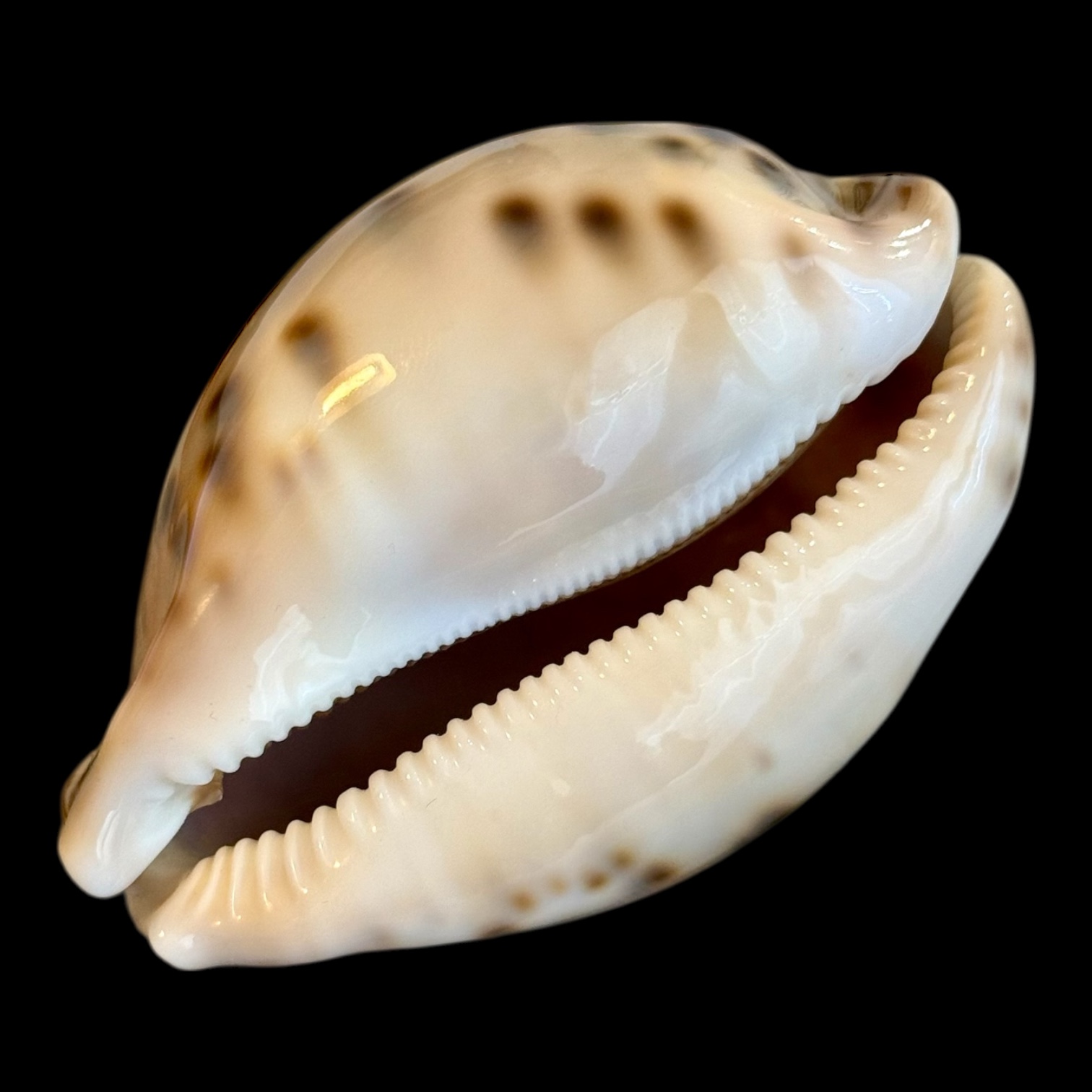 BC182 Leporicypraea valentia NICE - Image 4