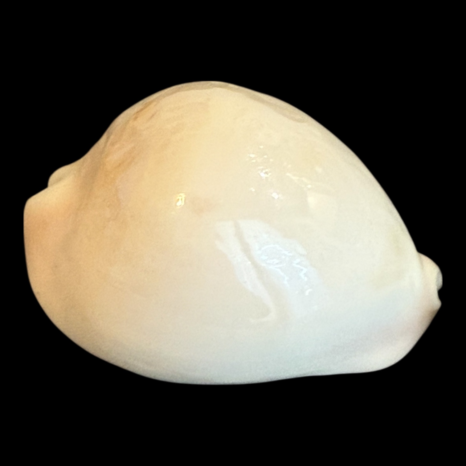 BC184 Zoila venusta cfr. bakeri HEAVY - Image 2