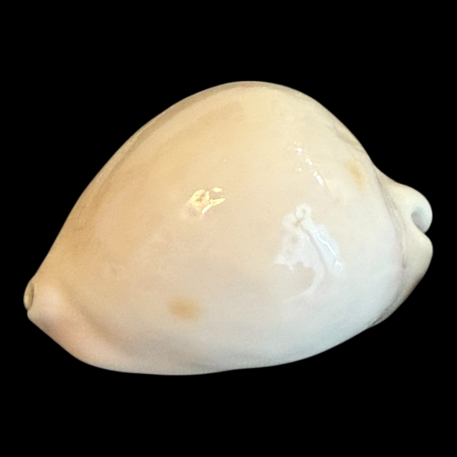 BC184 Zoila venusta cfr. bakeri HEAVY - Image 3