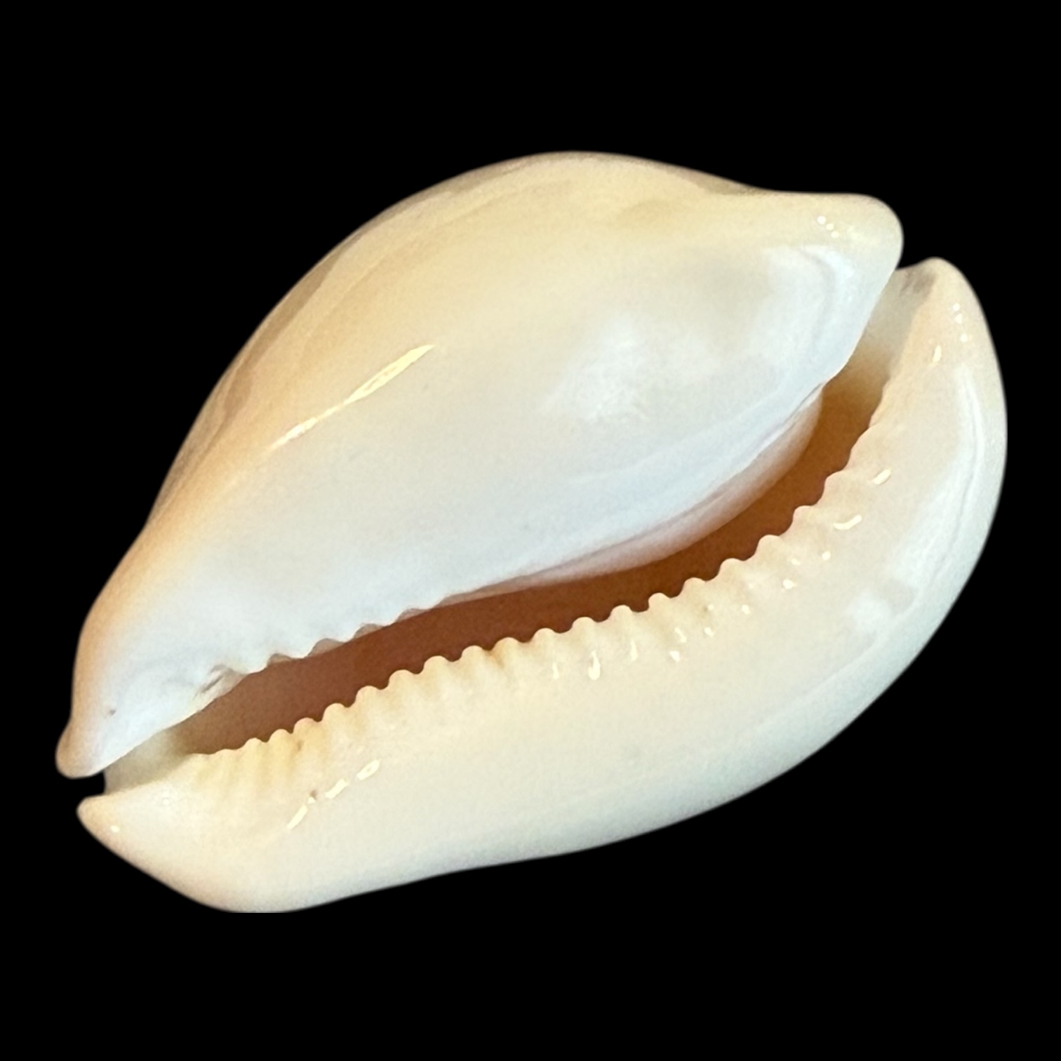 BC184 Zoila venusta cfr. bakeri HEAVY - Image 4