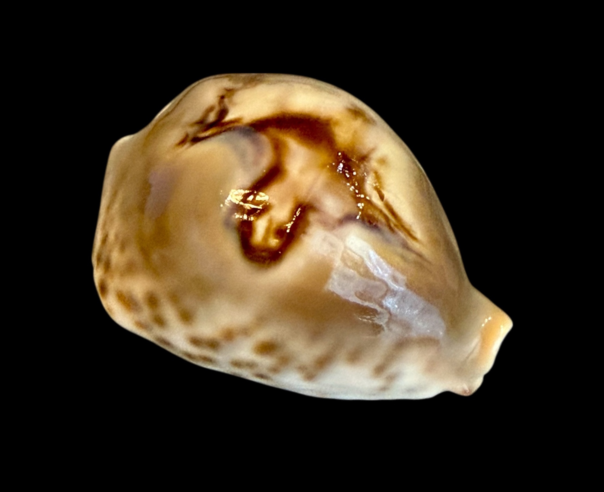 BC185 Barycypraea fultoni massieri f. amorimi - TOP SHELL - Image 2